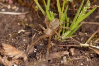 L'Olie  chaussettes. Un mle (Araneae - Sparassidae - Olios argelasius)